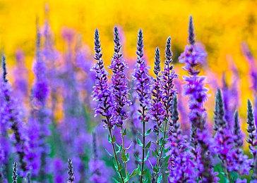 特别好评的《云中花园》9月1日正式发售 将支持中文