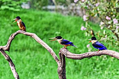 《王国：两位君主》DLC”奥林匹斯的召唤”Steam页面 发售待定